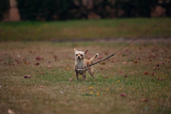 What are the essential ingredients for a proper Welsh rarebit?