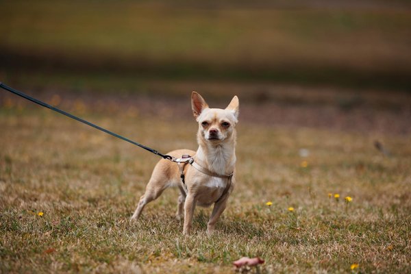 The Transformation of the Driving Experience: How Electric Vehicles are Revolutionizing the Industry